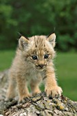 Lynx kitten walking on a log