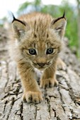 Lynx kitten walking on a log