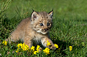 Lynx kitten in yellow flowers