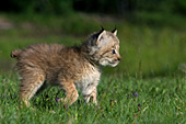 Lynx kitten walking in grass