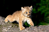 Lynx kitten walking on a fallen log