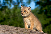 Lynx kitten on a fallen log