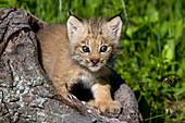 Lynx kitten playing in a hollow log