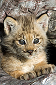 Lynx kitten in a hollow log