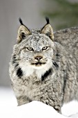 Adult lynx portrait (winter)