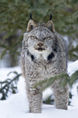 Adult lynx in a pine forest (winter)