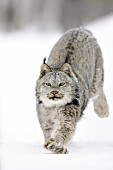 Adult lynx running in snow