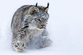 Adult lynx running in deep snow