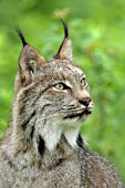 Adult lynx portrait (spring)