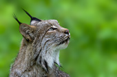 Adult lynx watching a bird in a tree (spring)