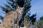 Adult lynx on a rock ledge