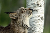 Adult lynx looking up at a bird in a tree