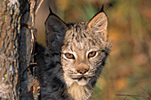 Young lynx hiding behind a tree in the forest