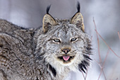 Adult lynx with its tongue sticking out