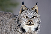 Canada lynx portrait (winter)