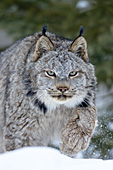 Canada lynx walking in deep snow