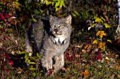 Adult lynx in autumn forest