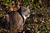 Adult lynx in autumn forest