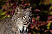 Adult lynx in autumn forest