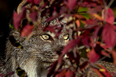 Adult lynx hiding behind autumn foliage