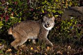 Adult lynx walking in autum forest