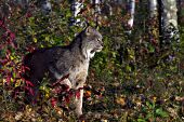 Adult lynx in autumn forest