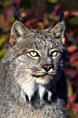 Adult lynx in autumn foliage