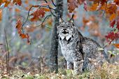 Adult lynx sitting under an oak tree in autumn