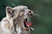 Adult lynx yawning