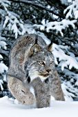 Canada lynx walking in snow in a pine grove