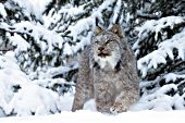 Canada lynx walking in snow in a pine grove