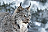 Canada lynx in a snowstorm