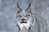 Canada lynx in a snowstorm