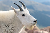 Mountain goat portrait
