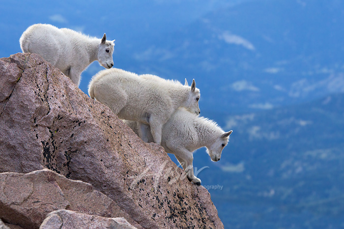3 mt. goat kids playing 