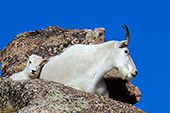 Mountain goat mom & baby on top of a rocky ridge