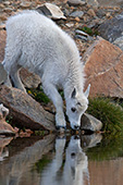 Mountain goat kid drinking from a pond