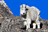 Mountain goat standing on a rock ledge