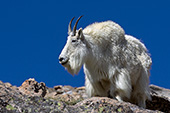 Large male goat standing on a rock ledge