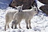Two mountain goat kids playing in snow