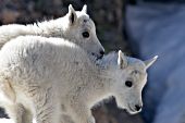 Two mountain goat kids playing in snow