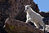 Baby mountain goat (kid) climbing on rocks