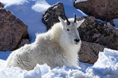 Mountain goat resting in snow