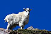 Yearling mountain goat on top of a hill