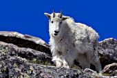 Yearling mountain goat standing on a rock ledge
