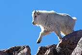 Yearling mountain goat jumping from rock to rock