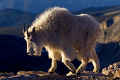 Male goat (billy) walking on the rim of a canyon