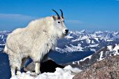 Mountain goat on top of Mt. Evans at 14,000 ft.