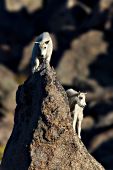 Pair of mountain goat kids climbing a steep peak
