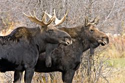 Mr. & Mrs. Moose